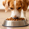 Can a Dog Eat Wet Food Only? Understanding Your Pet's Nutritional Needs