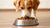 Can a Dog Eat Wet Food Only? Understanding Your Pet's Nutritional Needs
