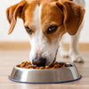 Can a Dog Eating Cat Food Make Them Sick? Understanding the Risks and Precautions