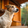 Can a Dog Gain Weight in a Week? Understanding Rapid Weight Changes in Our Canine Companions