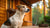 Can a Dog Gain Weight in a Week? Understanding Rapid Weight Changes in Our Canine Companions