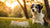 Can a Dog Get Tired of Eating the Same Food? Understanding Canine Palate and Preferences-140410028271