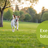 Can a Dog Get Too Much Exercise? Understanding the Balance for Your Furry Friend