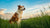 Can a Dog Go Blind from Eating Cat Food? Understanding the Risks and Nutritional Needs