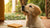 Can a Dog Have a Biscuit? Understanding Treats for Our Furry Friends-141105725679