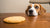 Can a Dog Have a Sugar Cookie? Understanding the Risks and Best Practices-140925042927