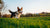 Can a Dog Lose Weight? A Comprehensive Guide to Healthy Dog Weight Management