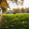 Can a Dog Lose Weight by Walking? Understanding the Power of Daily Walks