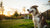 Can a Dog Lose Weight Due to Stress? Understanding the Connection