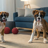 Can a Dog Overdose on Calming Treats? Understanding Safety and Best Practices