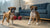 Can a Dog Overdose on Calming Treats? Understanding Safety and Best Practices