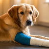 Can a Dog Put Weight on a Broken Leg? Understanding Your Dog's Recovery Journey