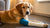 Can a Dog Put Weight on a Broken Leg? Understanding Your Dog's Recovery Journey