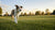 Can a Dog Put Weight on a Torn ACL? Understanding the Implications of This Common Injury