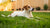 Can a Dog Suddenly Develop an Allergy to Its Food? Understanding Food Allergies in Pets-141221855471