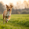 Can a Dog with a Heart Murmur Exercise Safely?