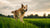 Can a Dog with Hypothyroidism Lose Weight? Understanding the Journey to Health