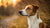 Can a Food Allergy Cause Ear Infections in Dogs?-141221822703