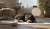 Can a Full Moon Affect Dogs' Behavior? Understanding the Lunar Influence on Our Furry Friends-141423149295