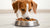 Can a Healthy Dog Eat Prescription Food? Understanding the Balance of Nutrition-140298485999