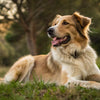 Can a Healthy Dog Eat Renal Food? Understanding the Impact of Renal Diets on Your Dog's Health