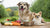 Can a Large Dog Eat Small Breed Food? Understanding the Nutritional Needs of Our Furry Friends-140296421615