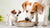Can a Large Dog Eat Small Dog Food? Understanding the Nutritional Needs of Our Canine Companions