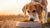 Can a Medium Dog Eat Large Breed Food? Exploring the Nutritional Needs of Our Furry Friends