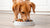 Can a Medium Dog Eat Small Breed Food?-140136481007