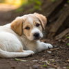Can a Month Old Puppy Eat Dog Food? Understanding Puppy Nutrition and Feeding Guidelines