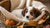 Can a One Month Old Puppy Eat Dog Food? The Essential Guide for New Pet Owners