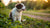 Can a One Month Old Puppy Eat Dog Food? Understanding the Weaning Process