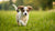 Can a Puppy Eat Adult Dog Food? Understanding Nutritional Needs for Your Growing Pup
