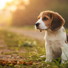 Can a Puppy Eat Dog Food? Understanding Puppy Nutrition and Care
