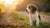 Can a Puppy Eat Dog Food? Understanding Puppy Nutrition and Care