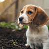 Can a Puppy Eat Regular Dog Food? Understanding the Nutritional Needs of Our Furry Friends