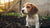 Can a Puppy Eat Regular Dog Food? Understanding the Nutritional Needs of Our Furry Friends
