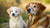 Can a Puppy Eat Senior Dog Food? Understanding the Dietary Needs of Dogs at Different Life Stages