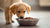 Can a Puppy Eat Wet Dog Food? Exploring the Best Options for Our Furry Friends