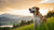 Can a Rabid Dog Eat Food? Understanding the Risks and Realities of Rabies
