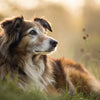 Can a Senior Dog Eat Puppy Food? Understanding Nutritional Needs at Different Life Stages