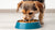 Can a Small Dog Eat Large Breed Food? Understanding Dietary Needs for Optimal Health