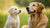 Can a Young Dog Eat Senior Dog Food? Understanding the Dietary Needs Across Dog Life Stages-141041107183