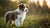 Can a Young Dog Eat Senior Food? Understanding Dietary Needs Across Dog Life Stages