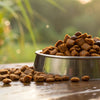 Can Adding Water to Dry Dog Food Cause Diarrhea? Unpacking the Impact on Your Dog’s Digestive Health