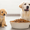 Can Adult Dog Food Be Given to Puppies? Understanding the Nutritional Needs of Growing Dogs