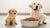 Can Adult Dog Food Be Given to Puppies? Understanding the Nutritional Needs of Growing Dogs