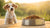 Can Adult Dog Food Cause Diarrhea in Puppies? Understanding the Risks and Solutions