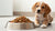 Can Adult Dog Food Give Puppies Diarrhea? Understanding the Risks and Nutritional Needs