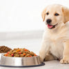 Can Adult Dog Food Hurt a Puppy? Understanding the Nutritional Needs of Growing Dogs